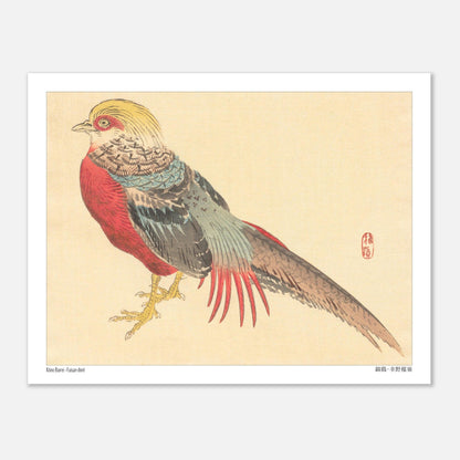 Illustration d'un Faisan Doré, estampe japonaise de Kōno Bairei (27x35 cm). Illustration naturaliste d'un faisan doré aux couleurs vives, posé sur ses pattes jaunes.
