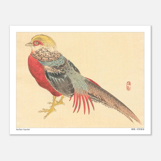 Illustration d'un Faisan Doré, estampe japonaise de Kōno Bairei (27x35 cm). Illustration naturaliste d'un faisan doré aux couleurs vives, posé sur ses pattes jaunes.