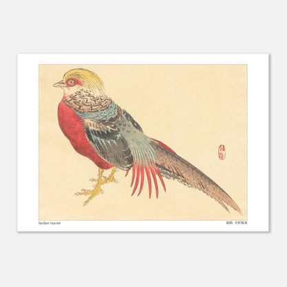 Illustration d'un Faisan Doré, estampe japonaise de Kōno Bairei (29,7x42 cm (A3)). Illustration naturaliste d'un faisan doré aux couleurs vives, posé sur ses pattes jaunes.