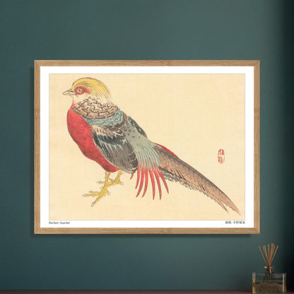 Illustration d'un Faisan Doré, estampe japonaise de Kōno Bairei. Illustration naturaliste d'un faisan doré aux couleurs vives, posé sur ses pattes jaunes. Image d'illustration 5