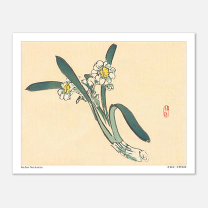 Estampe Japonaise de Fleurs de Narcisse par Kōno Bairei (27x35 cm). Une estampe japonaise représentant des fleurs de narcisse blanches et jaunes avec des feuilles vertes.