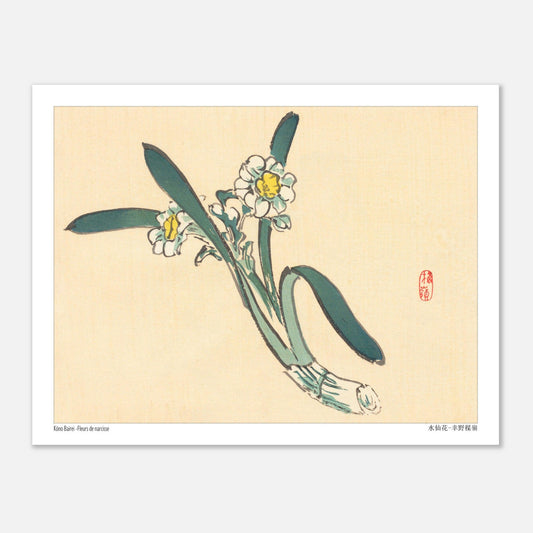 Estampe Japonaise de Fleurs de Narcisse par Kōno Bairei (27x35 cm). Une estampe japonaise représentant des fleurs de narcisse blanches et jaunes avec des feuilles vertes.