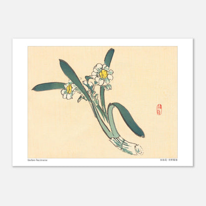 Estampe Japonaise de Fleurs de Narcisse par Kōno Bairei (29,7x42 cm (A3)). Une estampe japonaise représentant des fleurs de narcisse blanches et jaunes avec des feuilles vertes.