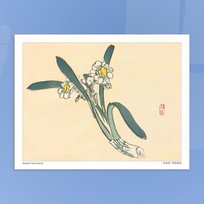 Estampe Japonaise de Fleurs de Narcisse par Kōno Bairei. Une estampe japonaise représentant des fleurs de narcisse blanches et jaunes avec des feuilles vertes. Image d'illustration 6