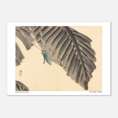 Illustration d'un Grillon sur une Feuille de Bananier, par Kōno Bairei (21x29,7 cm (A4)). Estampe japonaise d'un grillon vert sur une feuille de bananier sombre, avec un sceau rouge.