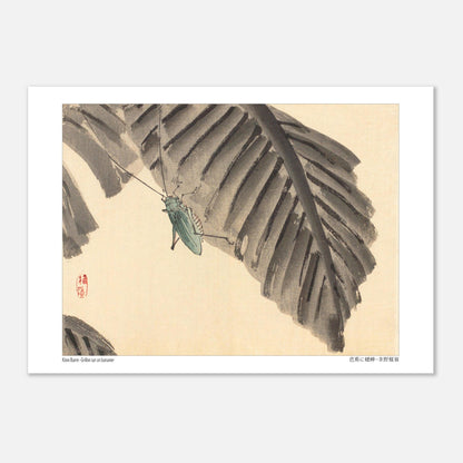 Illustration d'un Grillon sur une Feuille de Bananier, par Kōno Bairei (29,7x42 cm (A3)). Estampe japonaise d'un grillon vert sur une feuille de bananier sombre, avec un sceau rouge.