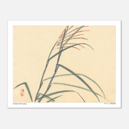 Herbe des pampas (Susuki), estampe japonaise par Kōno Bairei (27x35 cm). Estampe japonaise représentant des tiges de roseaux avec des épis, sur un fond clair.