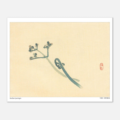 Illustration Botanique d'une Jeune Fougère par Kōno Bairei (20x25 cm). Une estampe japonaise représentant une jeune fougère aux teintes bleutées sur un fond beige.