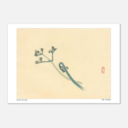 Illustration Botanique d'une Jeune Fougère par Kōno Bairei (21x29,7 cm (A4)). Une estampe japonaise représentant une jeune fougère aux teintes bleutées sur un fond beige.