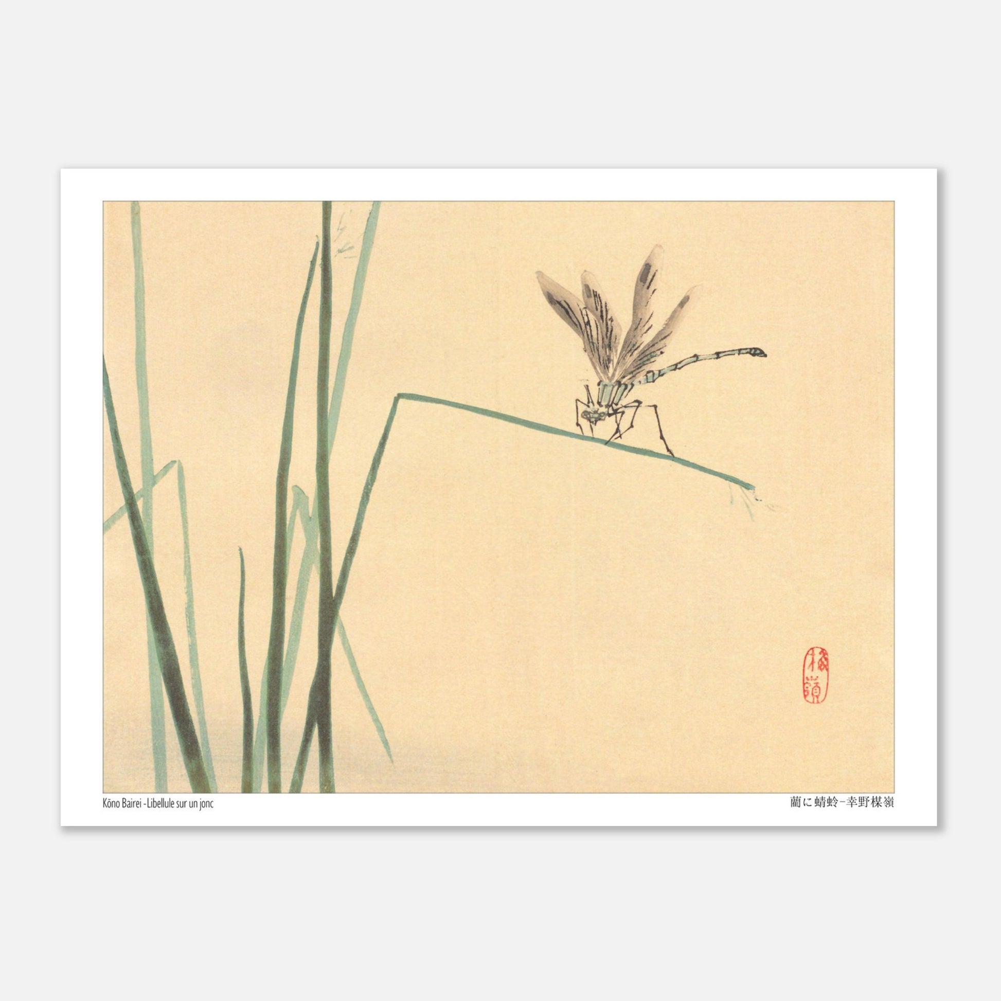 Libellule sur un jonc, estampe naturaliste de Kōno Bairei (15x20 cm). Illustration naturaliste de Kōno Bairei représentant une libellule perchée sur un jonc vert, avec des brins d'herbe en arrière-plan sur fond beige.