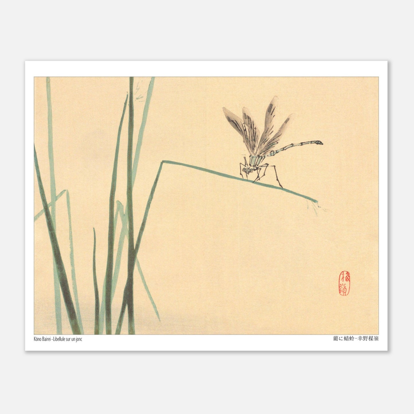 Libellule sur un jonc, estampe naturaliste de Kōno Bairei (20x25 cm). Illustration naturaliste de Kōno Bairei représentant une libellule perchée sur un jonc vert, avec des brins d'herbe en arrière-plan sur fond beige.