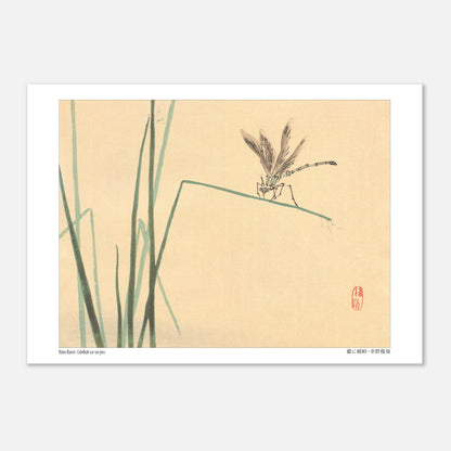 Libellule sur un jonc, estampe naturaliste de Kōno Bairei (21x29,7 cm (A4)). Illustration naturaliste de Kōno Bairei représentant une libellule perchée sur un jonc vert, avec des brins d'herbe en arrière-plan sur fond beige.