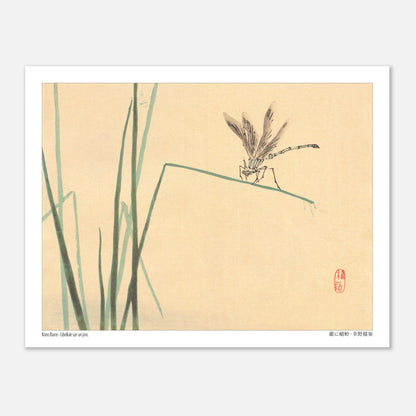 Libellule sur un jonc, estampe naturaliste de Kōno Bairei (27x35 cm). Illustration naturaliste de Kōno Bairei représentant une libellule perchée sur un jonc vert, avec des brins d'herbe en arrière-plan sur fond beige.