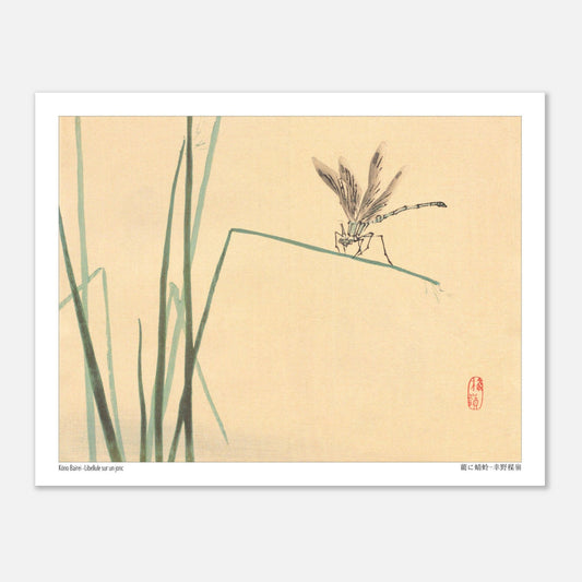 Libellule sur un jonc, estampe naturaliste de Kōno Bairei (27x35 cm). Illustration naturaliste de Kōno Bairei représentant une libellule perchée sur un jonc vert, avec des brins d'herbe en arrière-plan sur fond beige.