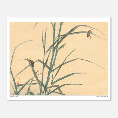 Estampe Japonaise de Lucioles (ほたる) par Kōno Bairei (20x25 cm). Illustration japonaise de deux lucioles sur des tiges d'herbe verte.