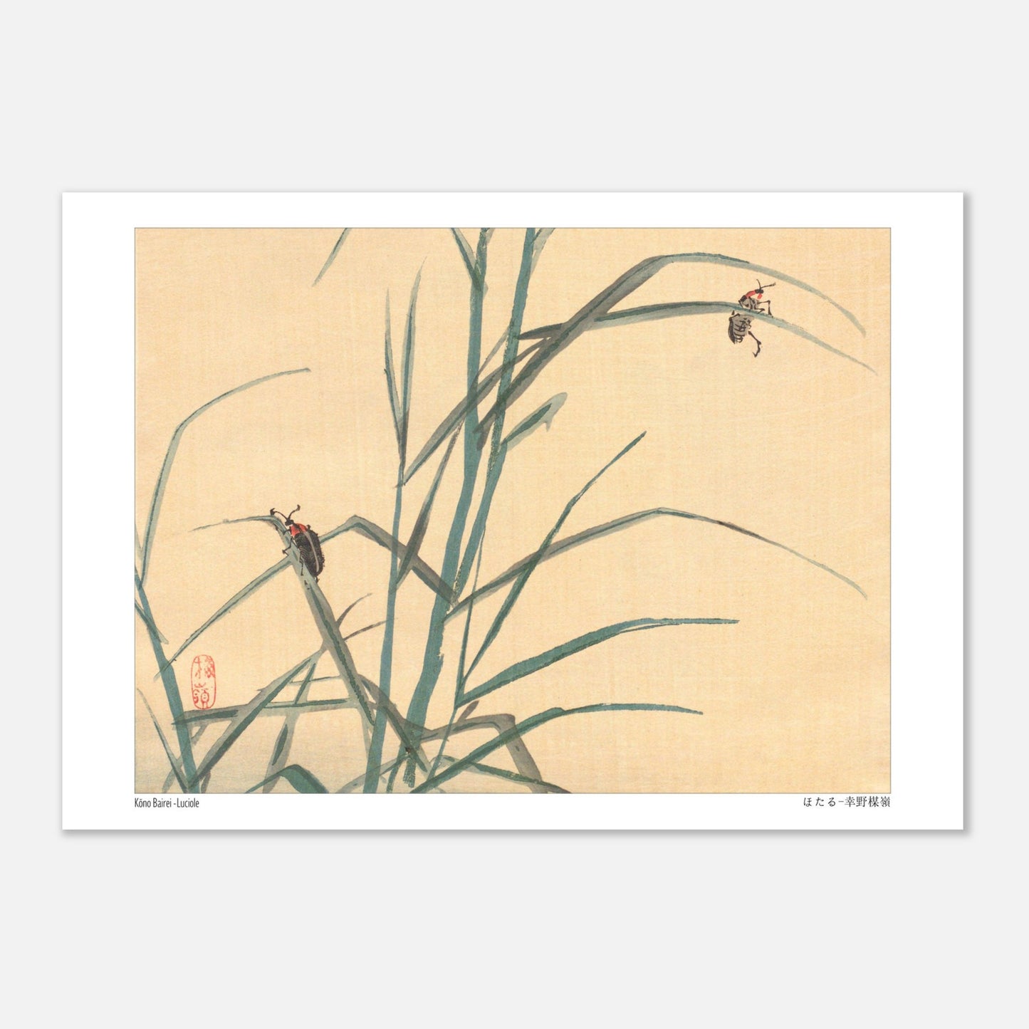 Estampe Japonaise de Lucioles (ほたる) par Kōno Bairei (21x29,7 cm (A4)). Illustration japonaise de deux lucioles sur des tiges d'herbe verte.