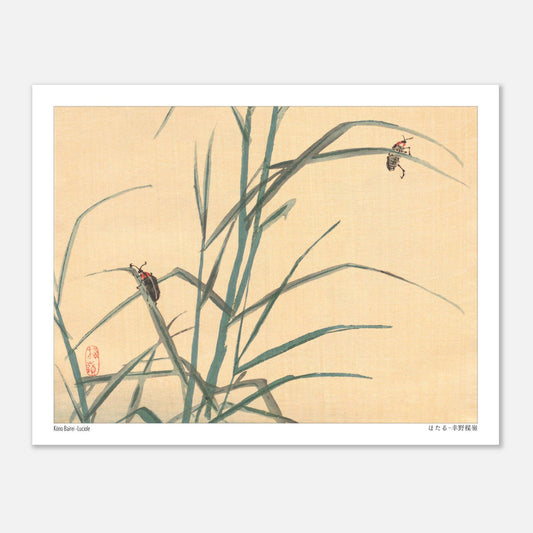 Estampe Japonaise de Lucioles (ほたる) par Kōno Bairei (27x35 cm). Illustration japonaise de deux lucioles sur des tiges d'herbe verte.