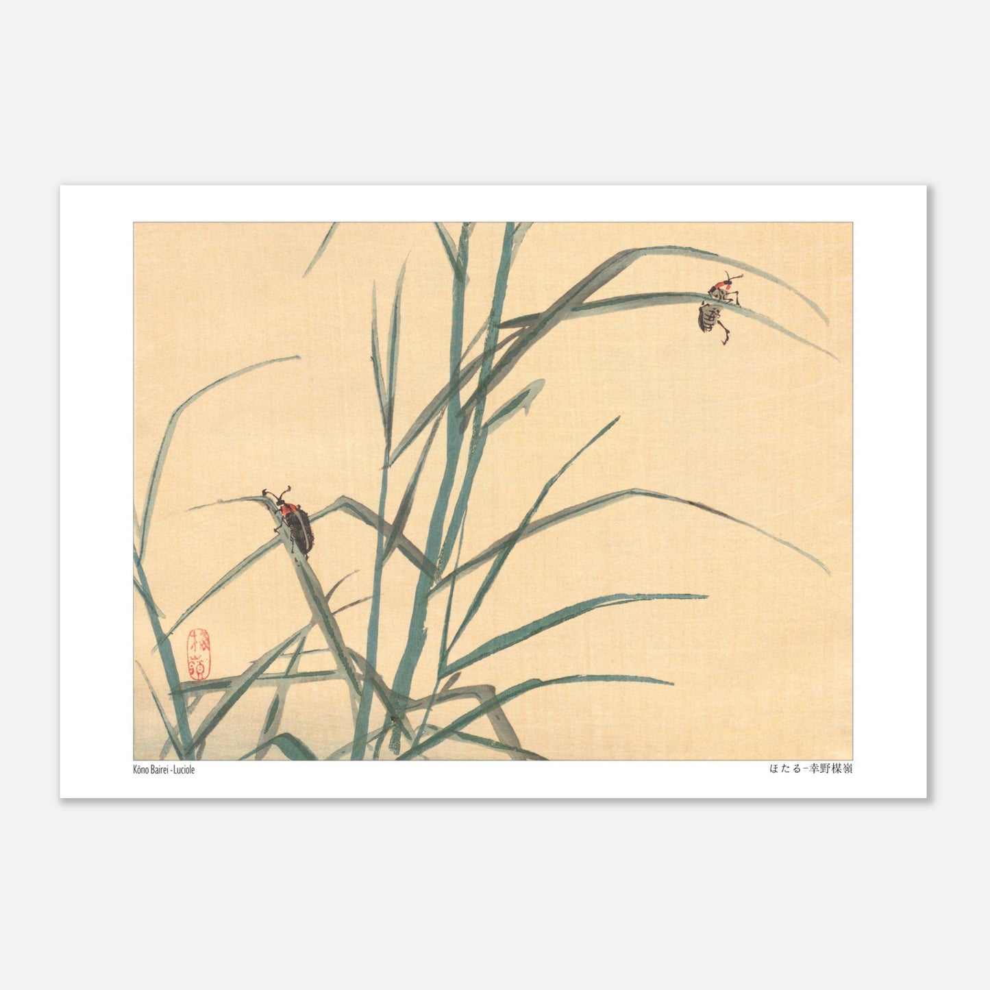 Estampe Japonaise de Lucioles (ほたる) par Kōno Bairei (29,7x42 cm (A3)). Illustration japonaise de deux lucioles sur des tiges d'herbe verte.