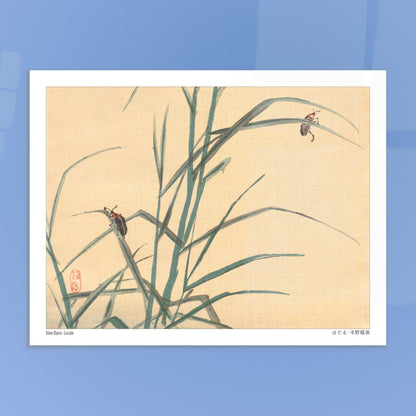 Estampe Japonaise de Lucioles (ほたる) par Kōno Bairei. Illustration japonaise de deux lucioles sur des tiges d'herbe verte. Image d'illustration 6