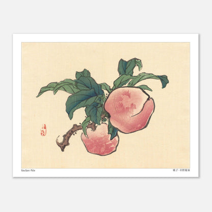 Illustration botanique d'une pêche sur sa branche par Kōno Bairei (27x35 cm). Illustration d'une pêche sur une branche avec des feuilles vertes.