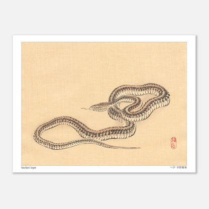 Planche zoologique d'un Serpent par l'artiste Kōno Bairei (15x20 cm). Une illustration naturaliste de Kōno Bairei représentant un serpent enroulé sur fond beige.