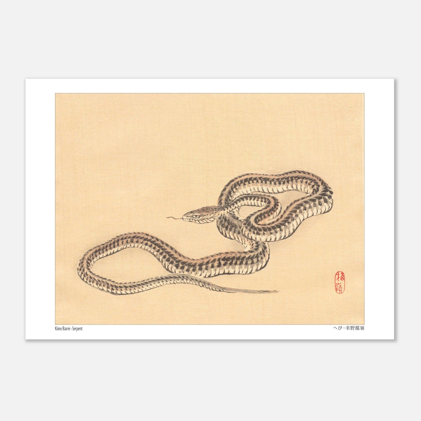 Planche zoologique d'un Serpent par l'artiste Kōno Bairei (21x29,7 cm (A4)). Une illustration naturaliste de Kōno Bairei représentant un serpent enroulé sur fond beige.