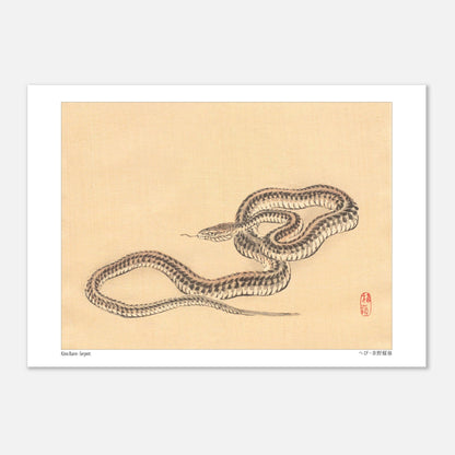 Planche zoologique d'un Serpent par l'artiste Kōno Bairei (29,7x42 cm (A3)). Une illustration naturaliste de Kōno Bairei représentant un serpent enroulé sur fond beige.