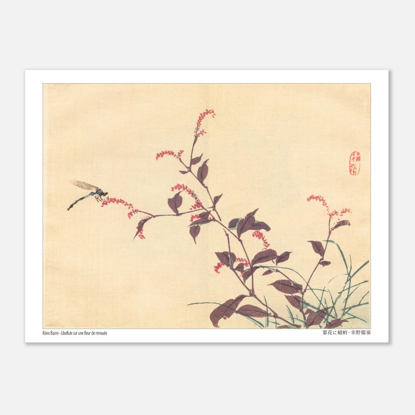 Libellule sur une fleur de Renouée, estampe japonaise de Kōno Bairei (15x20 cm). Une estampe japonaise montrant une libellule posée sur une branche portant de petites fleurs roses.