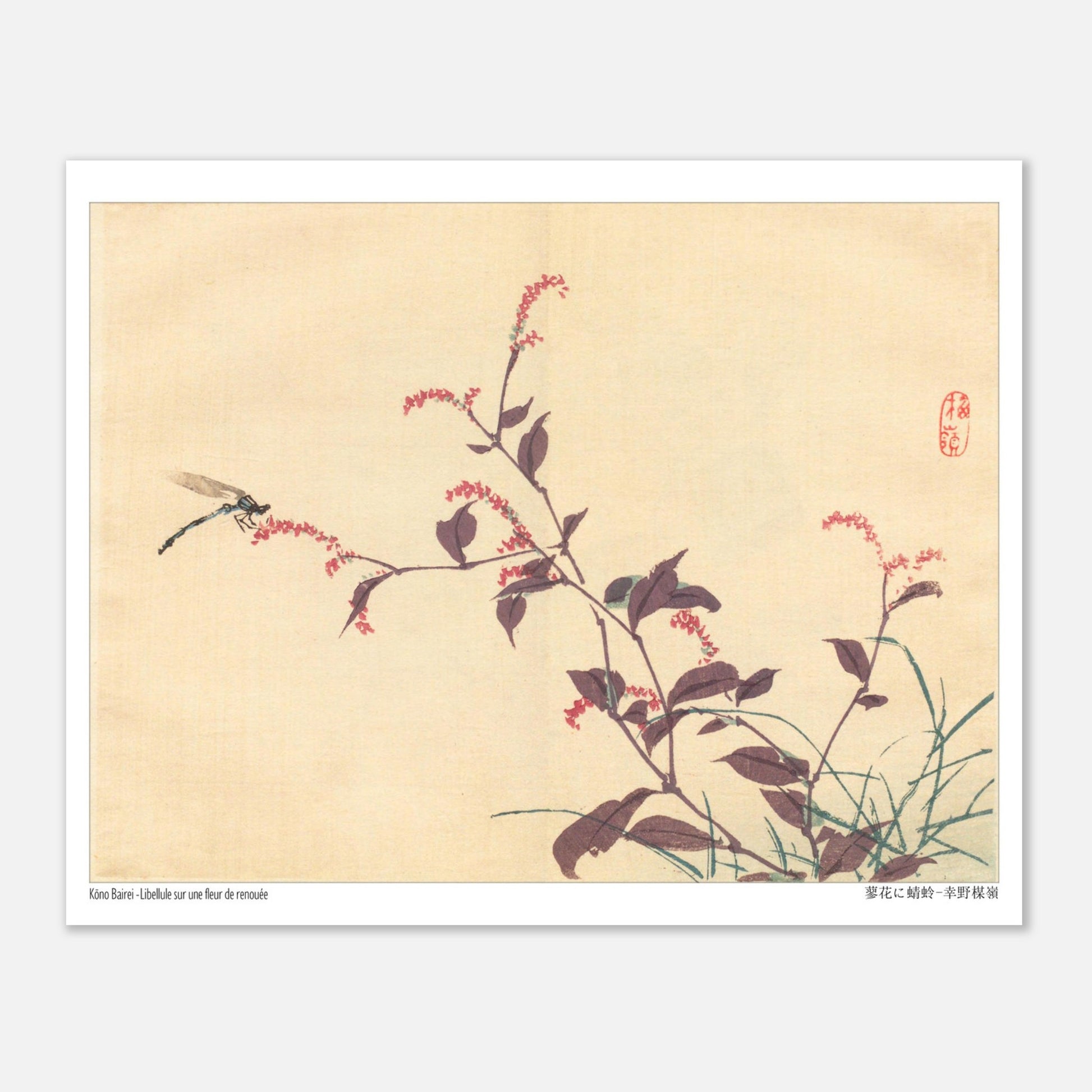 Libellule sur une fleur de Renouée, estampe japonaise de Kōno Bairei (20x25 cm). Une estampe japonaise montrant une libellule posée sur une branche portant de petites fleurs roses.