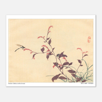 Libellule sur une fleur de Renouée, estampe japonaise de Kōno Bairei (20x25 cm). Une estampe japonaise montrant une libellule posée sur une branche portant de petites fleurs roses.