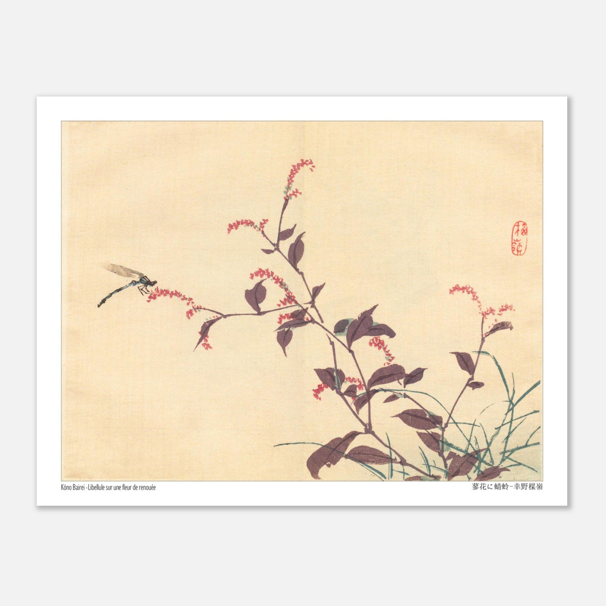 Libellule sur une fleur de Renouée, estampe japonaise de Kōno Bairei (27x35 cm). Une estampe japonaise montrant une libellule posée sur une branche portant de petites fleurs roses.