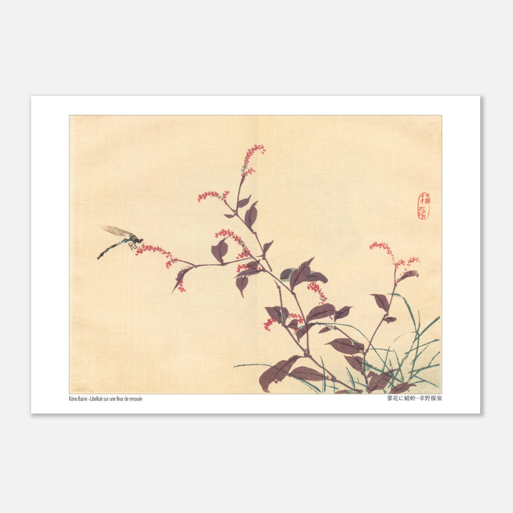 Libellule sur une fleur de Renouée, estampe japonaise de Kōno Bairei (29,7x42 cm (A3)). Une estampe japonaise montrant une libellule posée sur une branche portant de petites fleurs roses.