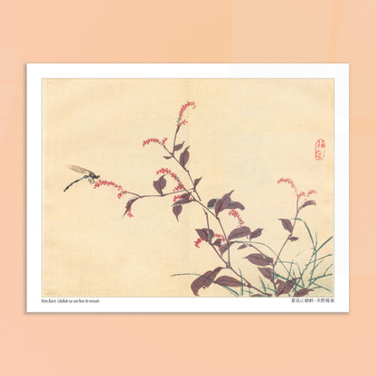 Libellule sur une fleur de Renouée, estampe japonaise de Kōno Bairei. Une estampe japonaise montrant une libellule posée sur une branche portant de petites fleurs roses. Image d'illustration 5