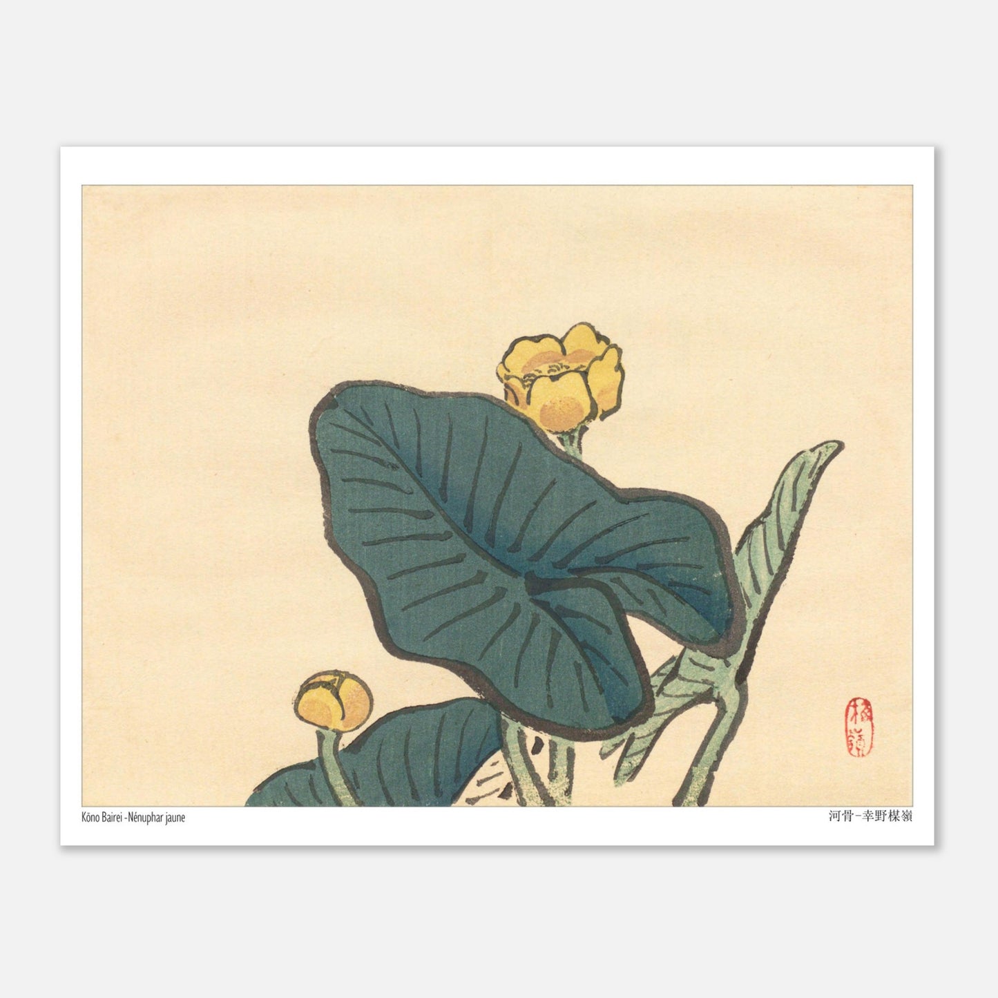 Le Nénuphar jaune, estampe naturaliste de Kōno Bairei (20x25 cm). Une estampe japonaise dépeignant des fleurs de nénuphar jaunes entourées de grandes feuilles vertes.