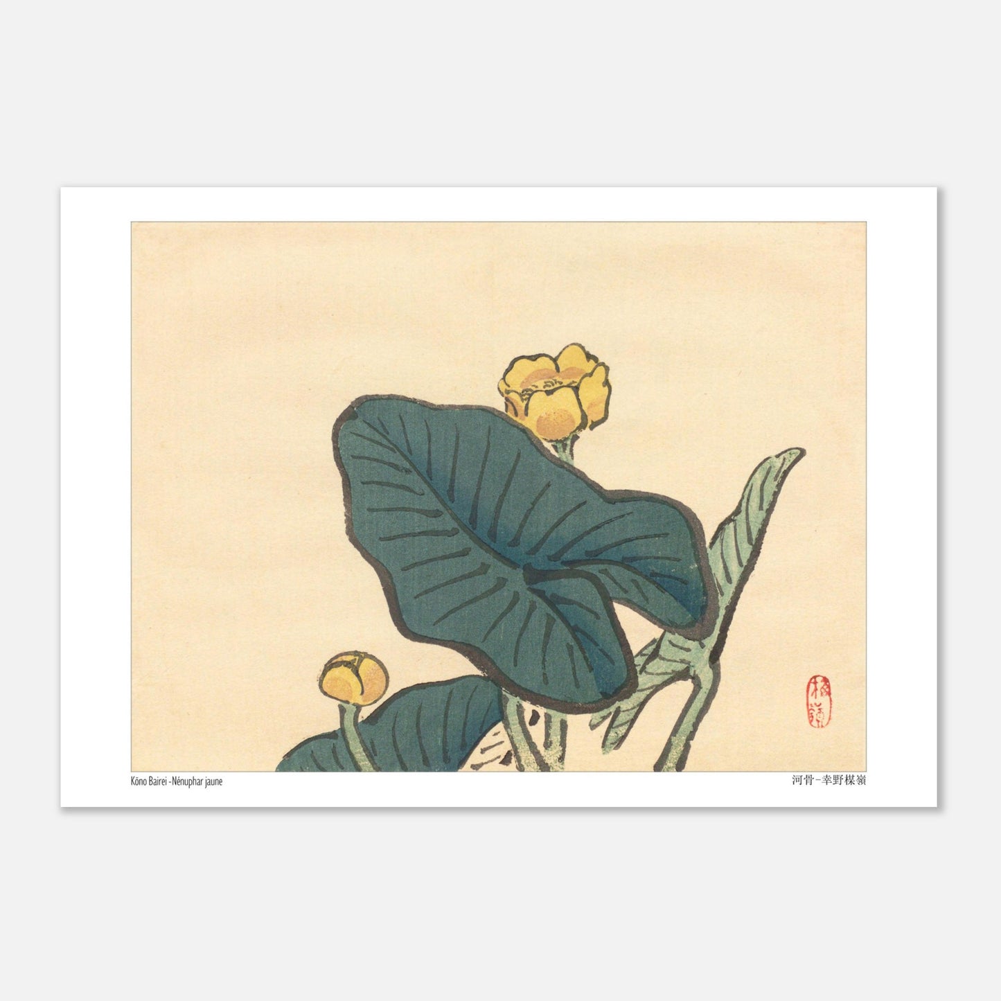 Le Nénuphar jaune, estampe naturaliste de Kōno Bairei (21x29,7 cm (A4)). Une estampe japonaise dépeignant des fleurs de nénuphar jaunes entourées de grandes feuilles vertes.