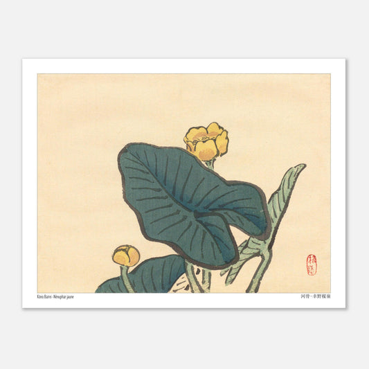 Le Nénuphar jaune, estampe naturaliste de Kōno Bairei (27x35 cm). Une estampe japonaise dépeignant des fleurs de nénuphar jaunes entourées de grandes feuilles vertes.