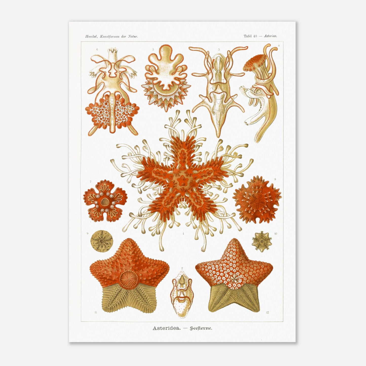 Planche naturaliste d'Étoiles de mer par Ernst Haeckel (29,7x42 cm (A3)). Planche scientifique du Kunstformen der Natur d'Ernst Haeckel, illustrant plusieurs espèces d'étoiles de mer et d'oursins dans des tons orange et jaune sur fond noir.