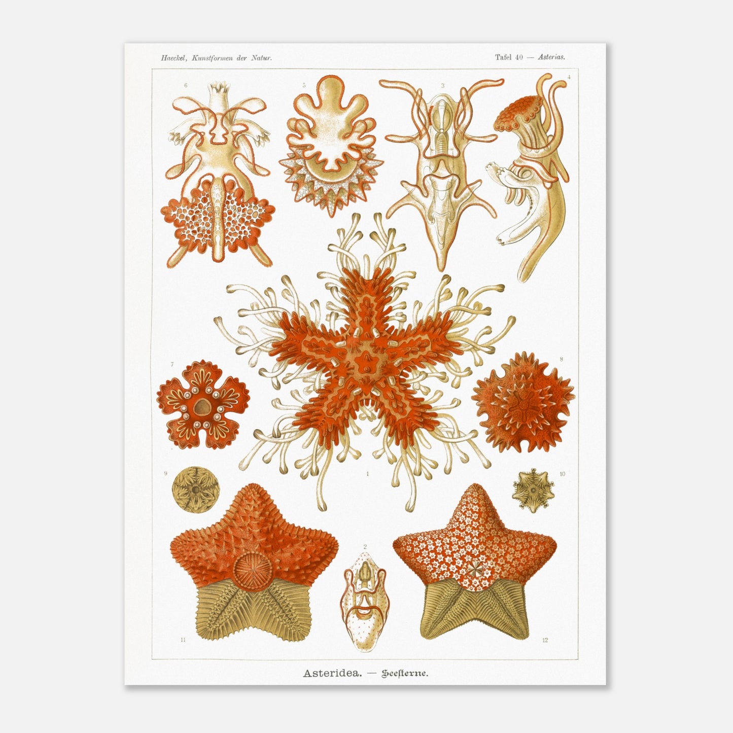 Planche naturaliste d'Étoiles de mer par Ernst Haeckel (30x40 cm). Planche scientifique du Kunstformen der Natur d'Ernst Haeckel, illustrant plusieurs espèces d'étoiles de mer et d'oursins dans des tons orange et jaune sur fond noir.