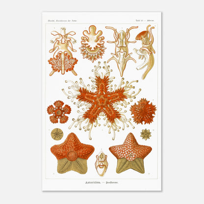Planche naturaliste d'Étoiles de mer par Ernst Haeckel (40x60 cm). Planche scientifique du Kunstformen der Natur d'Ernst Haeckel, illustrant plusieurs espèces d'étoiles de mer et d'oursins dans des tons orange et jaune sur fond noir.