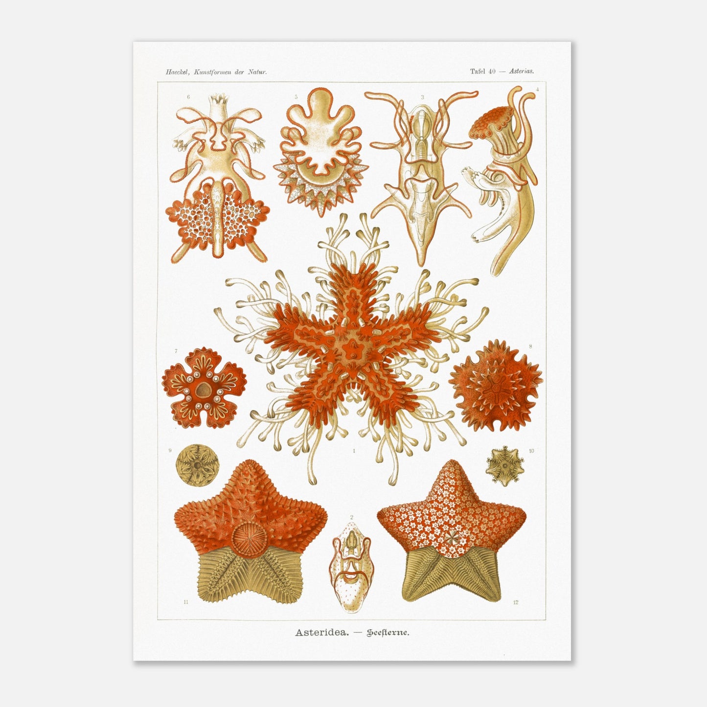 Planche naturaliste d'Étoiles de mer par Ernst Haeckel (42x59,4 cm (A2)). Planche scientifique du Kunstformen der Natur d'Ernst Haeckel, illustrant plusieurs espèces d'étoiles de mer et d'oursins dans des tons orange et jaune sur fond noir.