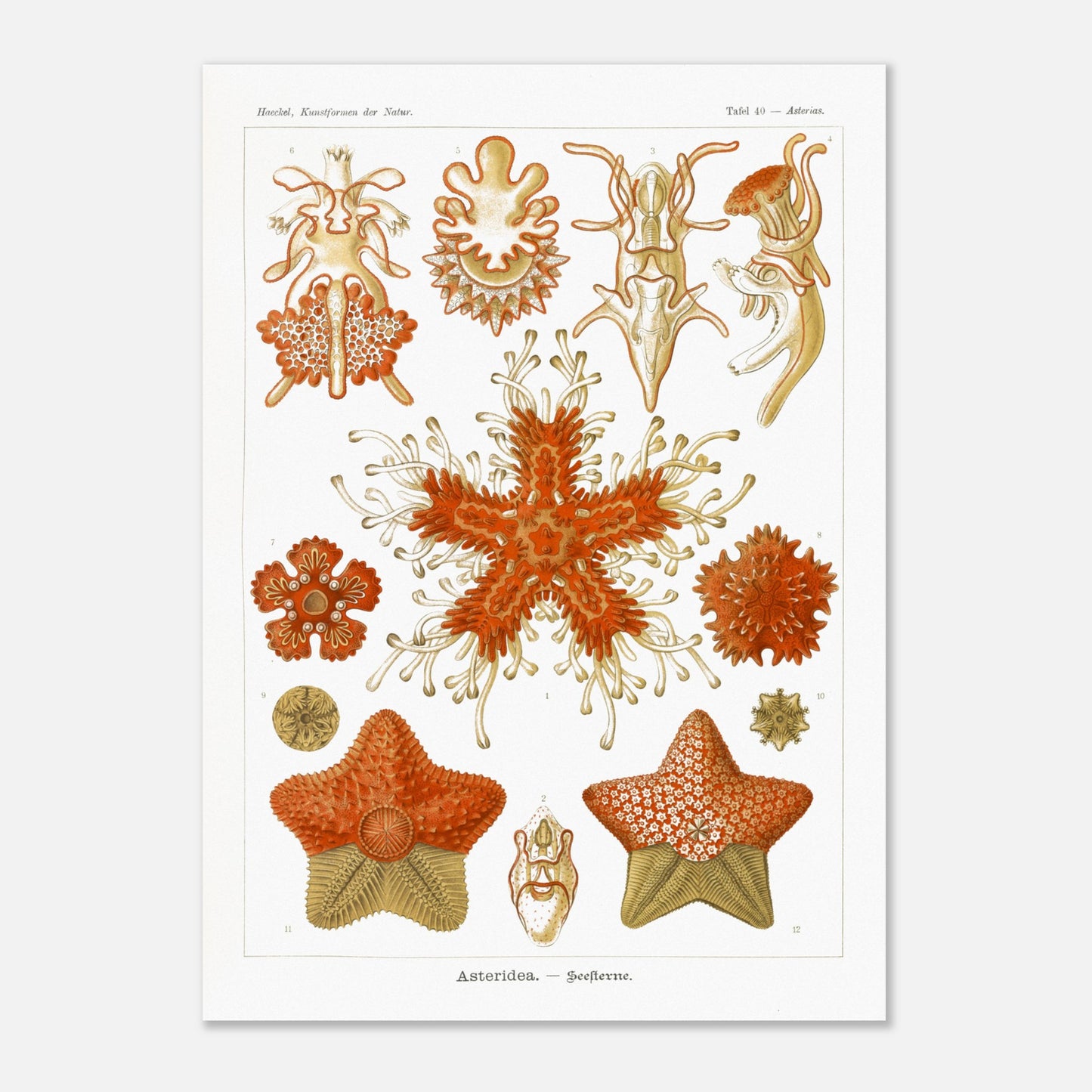 Planche naturaliste d'Étoiles de mer par Ernst Haeckel (50x70 cm). Planche scientifique du Kunstformen der Natur d'Ernst Haeckel, illustrant plusieurs espèces d'étoiles de mer et d'oursins dans des tons orange et jaune sur fond noir.