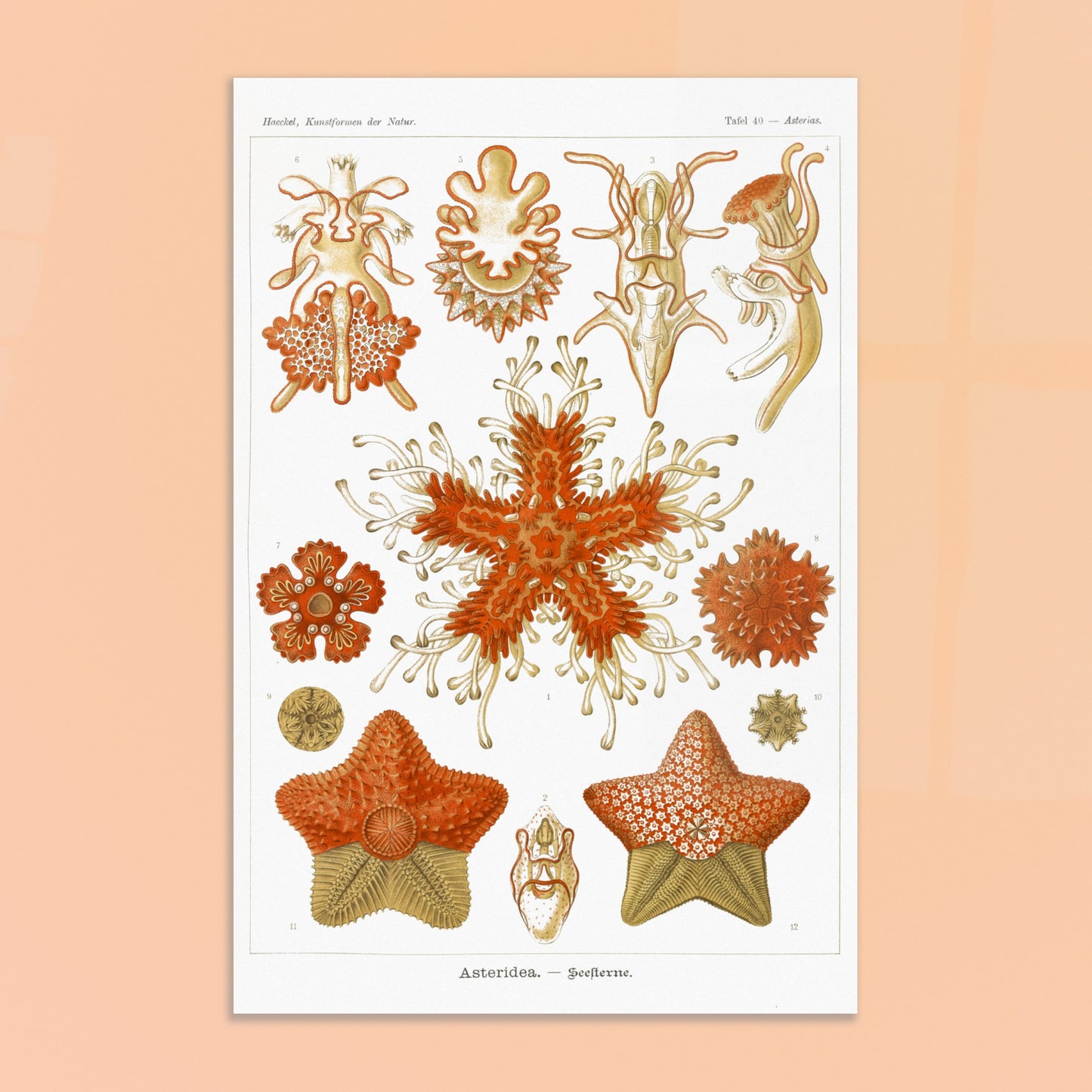 Planche naturaliste d'Étoiles de mer par Ernst Haeckel. Planche scientifique du Kunstformen der Natur d'Ernst Haeckel, illustrant plusieurs espèces d'étoiles de mer et d'oursins dans des tons orange et jaune sur fond noir. Image d'illustration 8