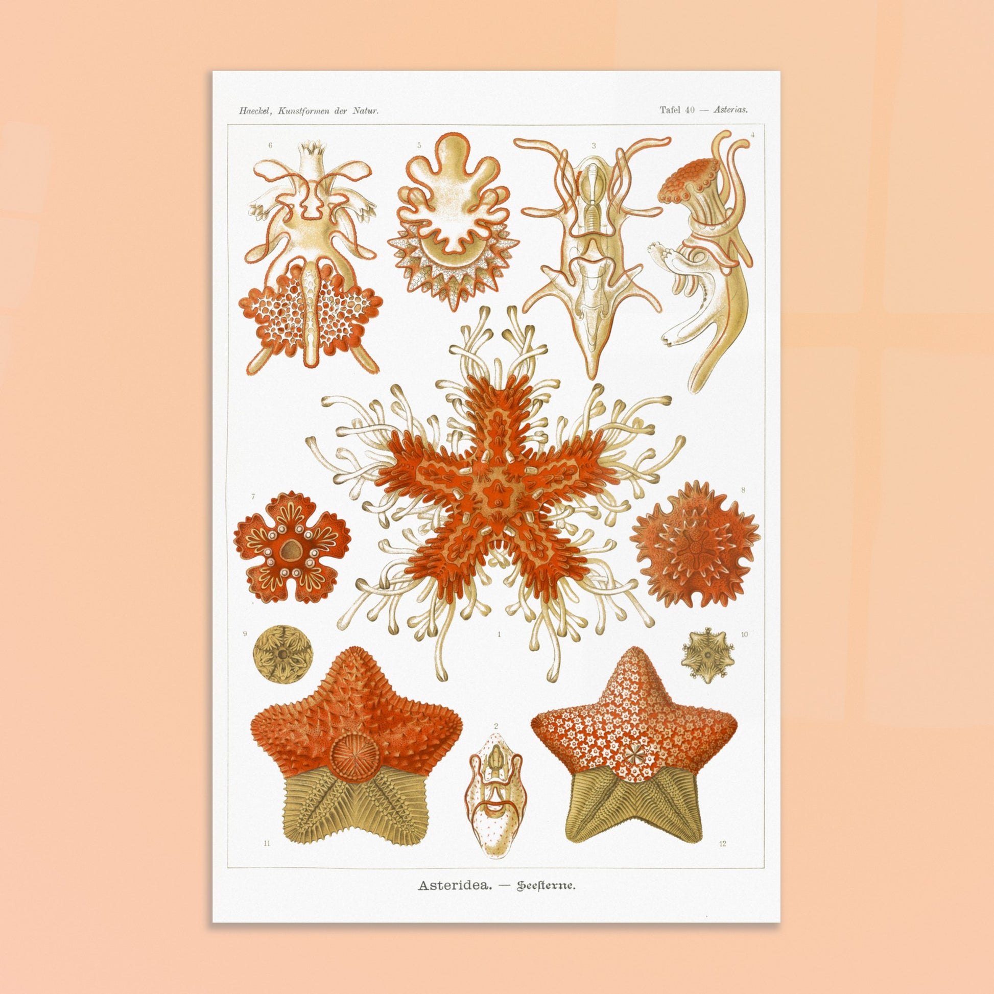 Planche naturaliste d'Étoiles de mer par Ernst Haeckel. Planche scientifique du Kunstformen der Natur d'Ernst Haeckel, illustrant plusieurs espèces d'étoiles de mer et d'oursins dans des tons orange et jaune sur fond noir. Image d'illustration 8