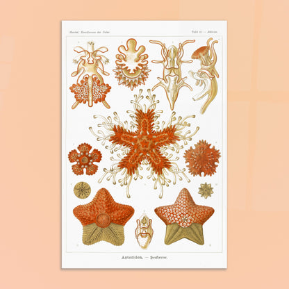 Planche naturaliste d'Étoiles de mer par Ernst Haeckel. Planche scientifique du Kunstformen der Natur d'Ernst Haeckel, illustrant plusieurs espèces d'étoiles de mer et d'oursins dans des tons orange et jaune sur fond noir. Image d'illustration 8