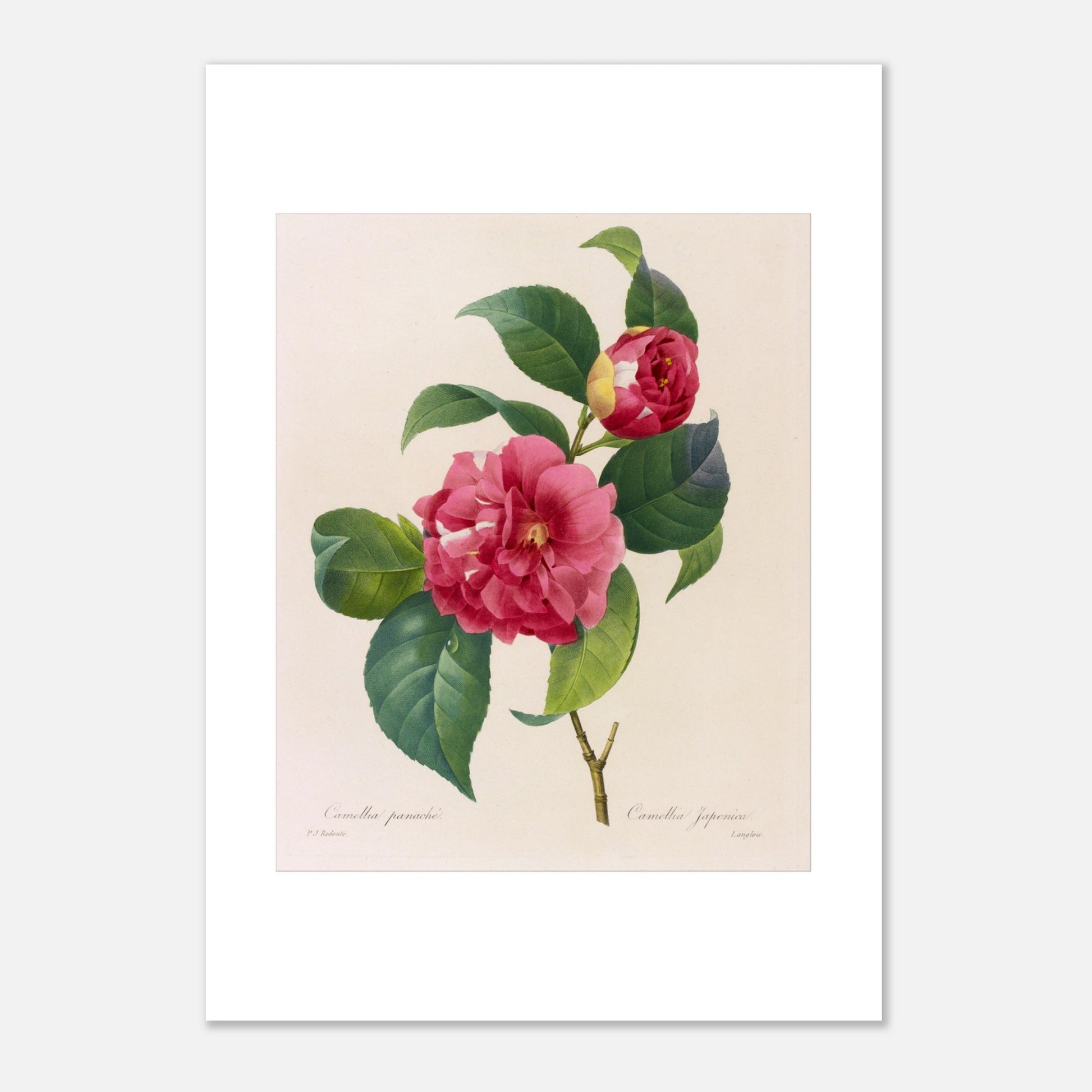 Planche naturaliste du Camellia Panaché par Pierre-Joseph Redouté (21x29,7 cm (A4)). Planche botanique de Pierre-Joseph Redouté illustrant un camélia panaché, d'un rose vif avec des touches de blanc.