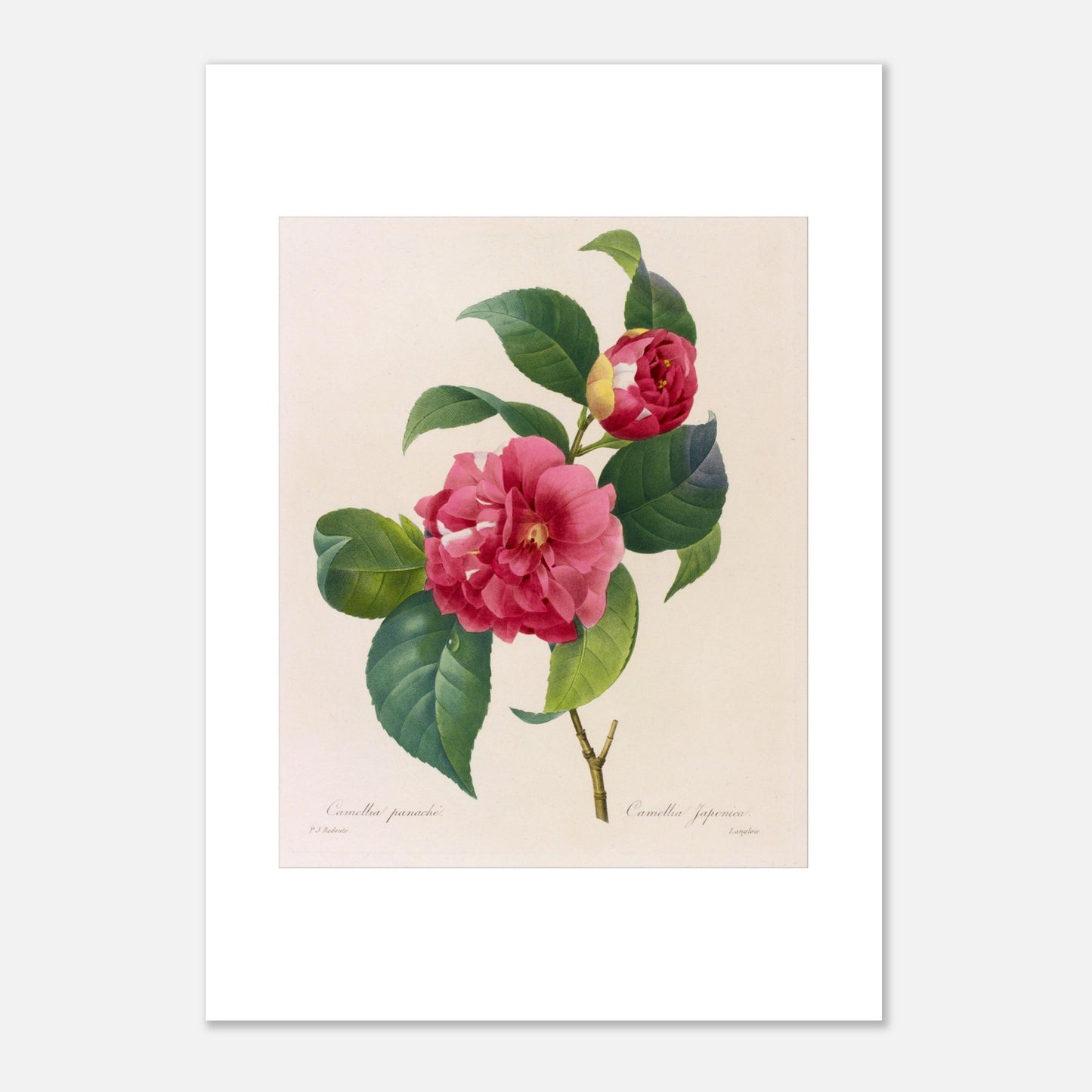 Planche naturaliste du Camellia Panaché par Pierre-Joseph Redouté (29,7x42 cm (A3)). Planche botanique de Pierre-Joseph Redouté illustrant un camélia panaché, d'un rose vif avec des touches de blanc.