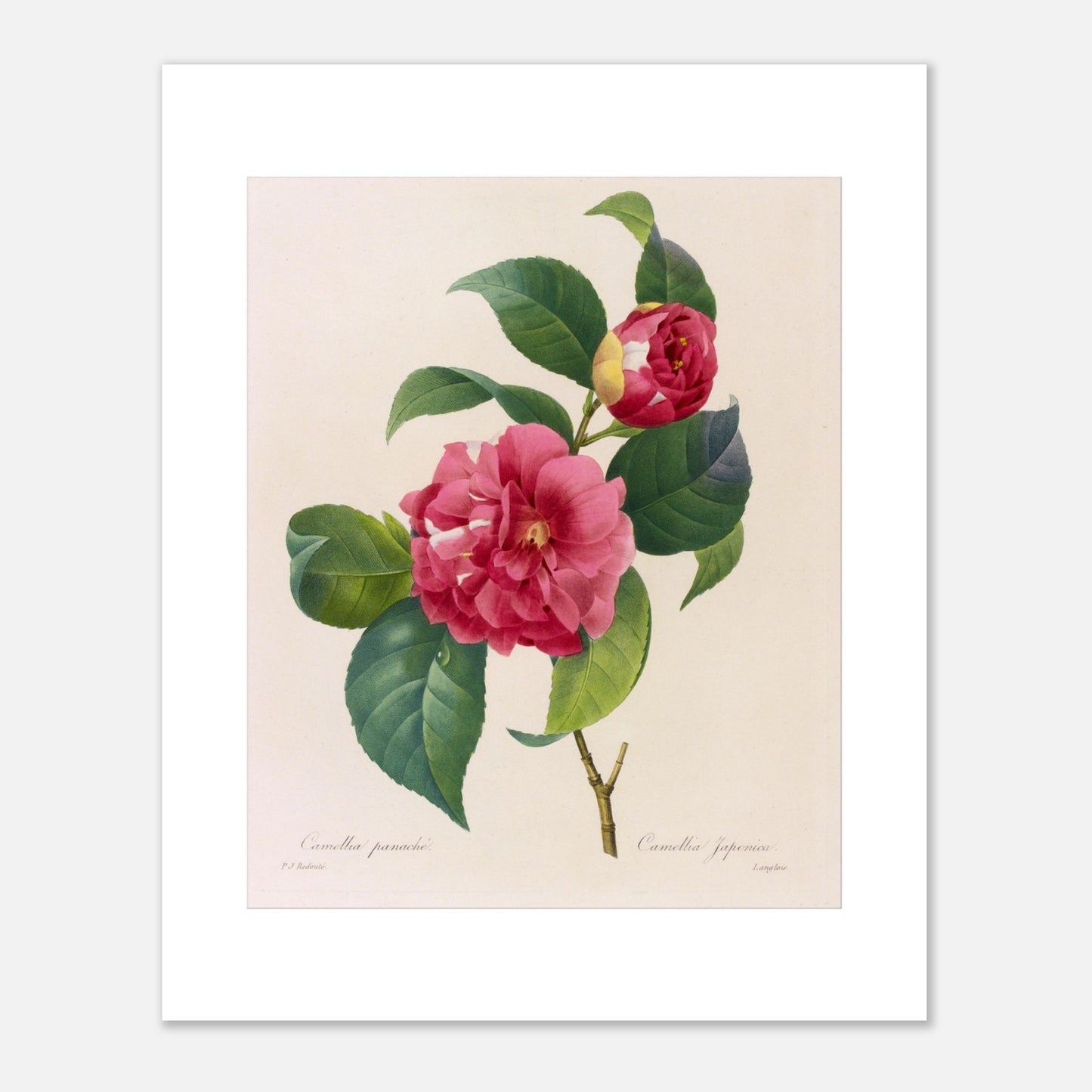 Planche naturaliste du Camellia Panaché par Pierre-Joseph Redouté (40x50 cm). Planche botanique de Pierre-Joseph Redouté illustrant un camélia panaché, d'un rose vif avec des touches de blanc.