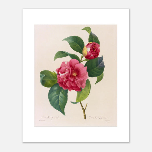 Planche naturaliste du Camellia Panaché par Pierre-Joseph Redouté (40x50 cm). Planche botanique de Pierre-Joseph Redouté illustrant un camélia panaché, d'un rose vif avec des touches de blanc.