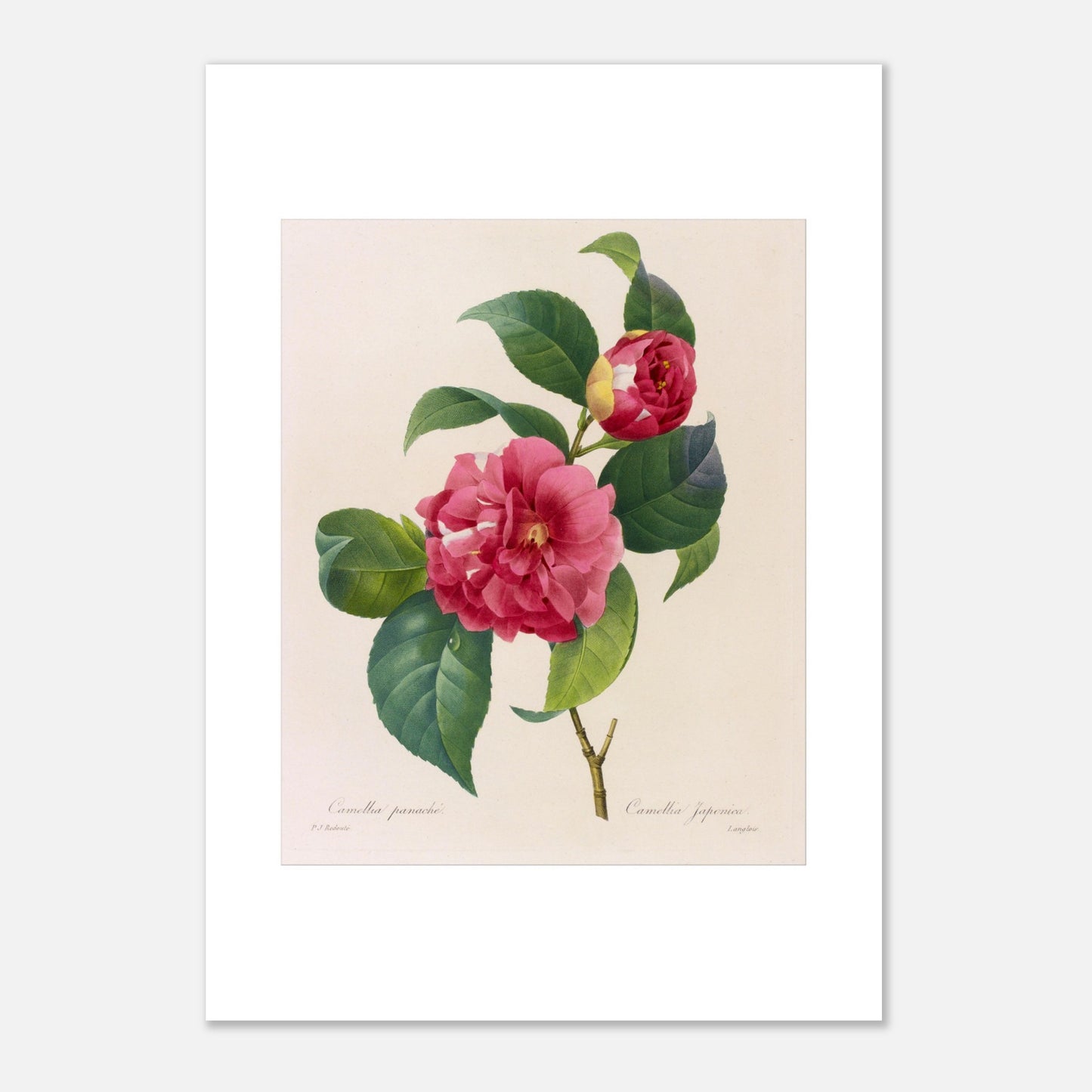Planche naturaliste du Camellia Panaché par Pierre-Joseph Redouté (42x59,4 cm (A2)). Planche botanique de Pierre-Joseph Redouté illustrant un camélia panaché, d'un rose vif avec des touches de blanc.