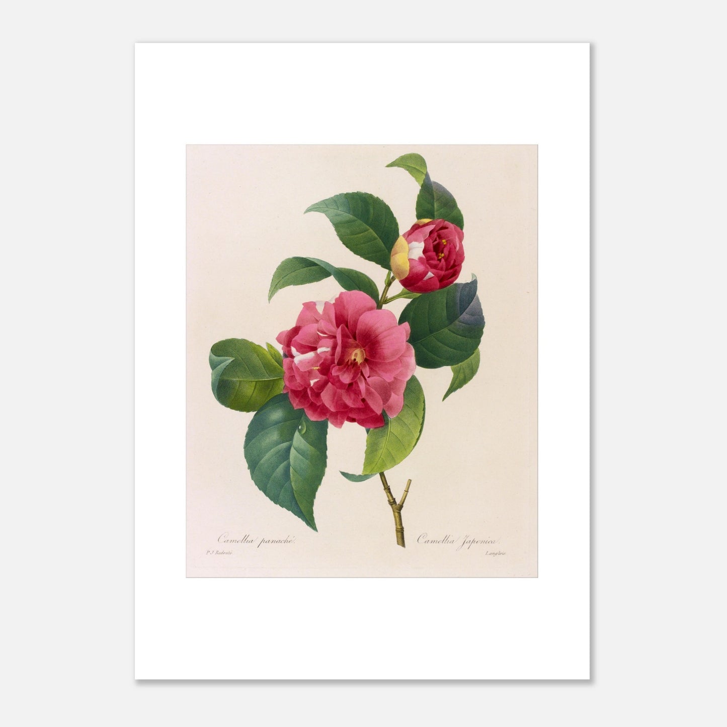 Planche naturaliste du Camellia Panaché par Pierre-Joseph Redouté (50x70 cm). Planche botanique de Pierre-Joseph Redouté illustrant un camélia panaché, d'un rose vif avec des touches de blanc.